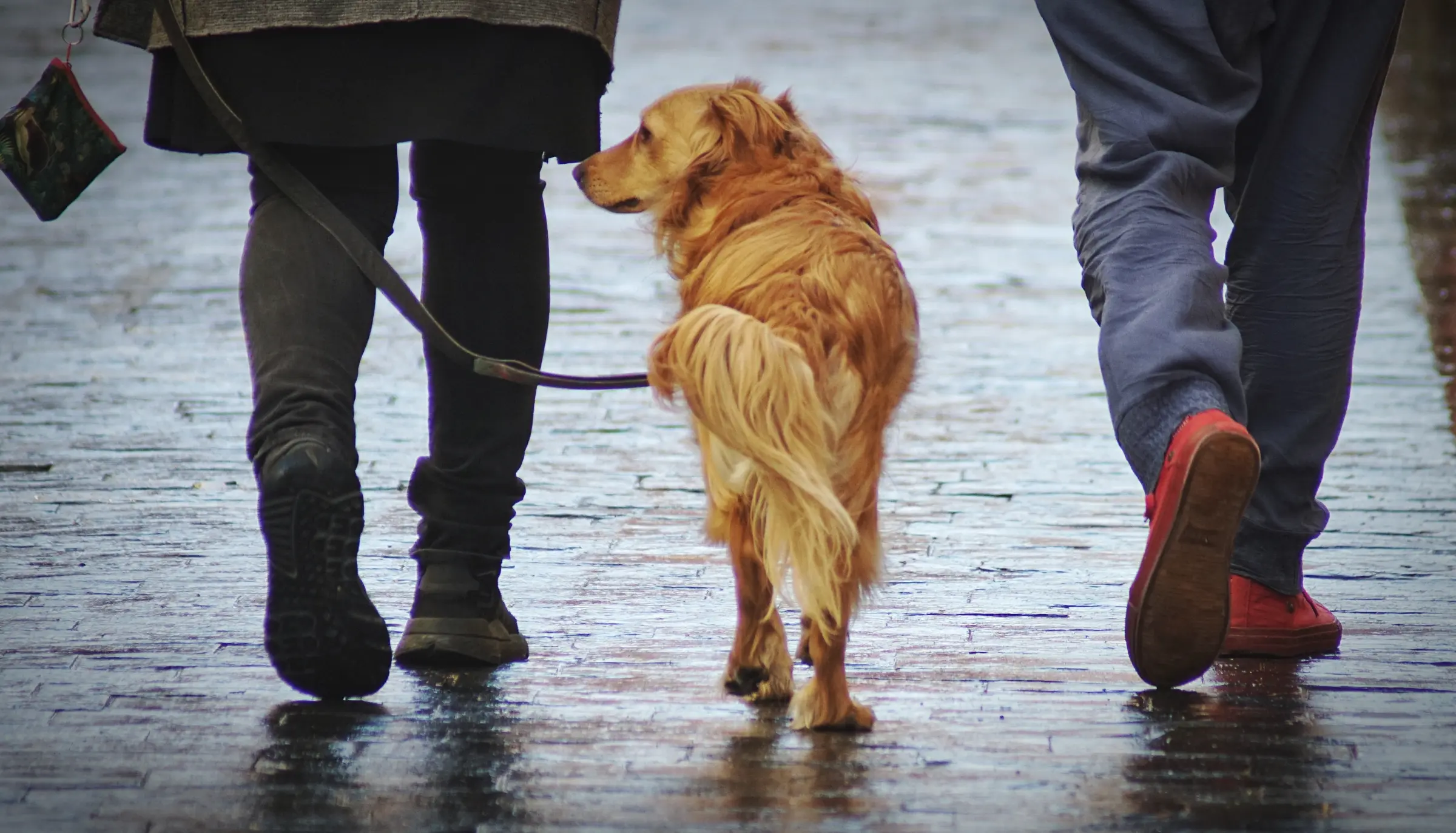 support of an appeal in a pets case