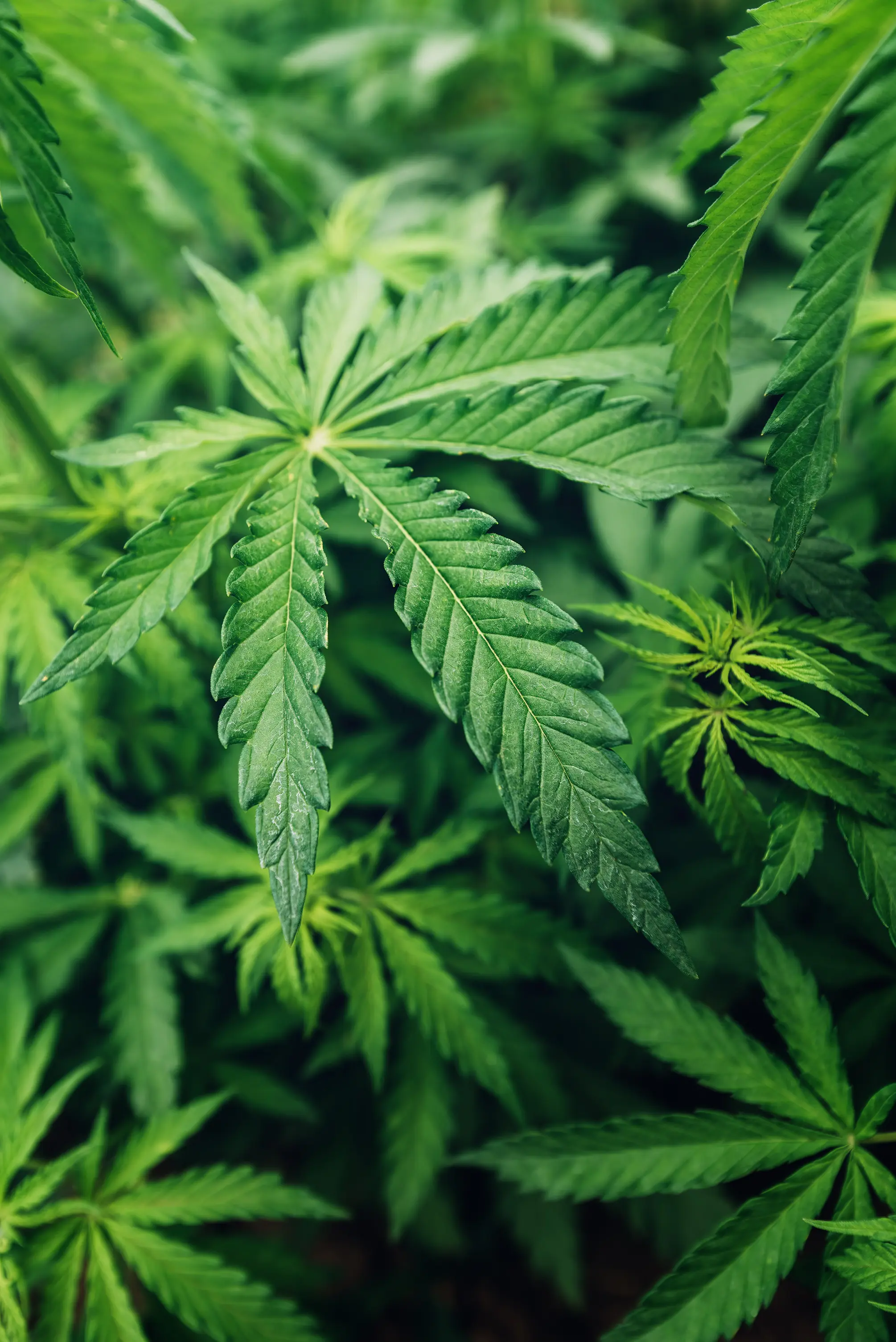 Decision on cannabis cultivation